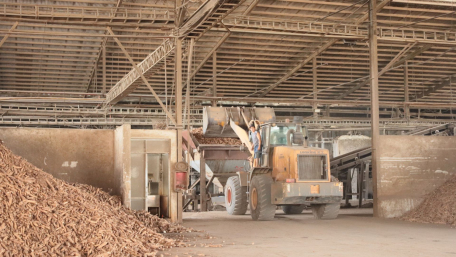 Hoạt động chế biến khoai mì tại Công ty TNHH Một thành viên Tiến Dương Tây Ninh (ấp Bàu Lùn, xã Bình Minh).