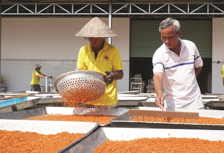 Ông Vũ Đức Khiêm- chủ cơ sở sản xuất, chế biến muối ớt Hải (phường Long Hoa, thị xã Hoà Thành) kiểm tra khâu phơi muối tại cơ sở