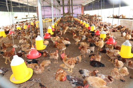 Chăn nuôi gà an toàn sinh học.