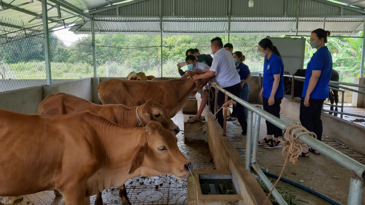 Cán bộ thú y tiêm vắc xin phòng bệnh viêm da nổi cục trên trâu, bò tại phường Ninh Sơn