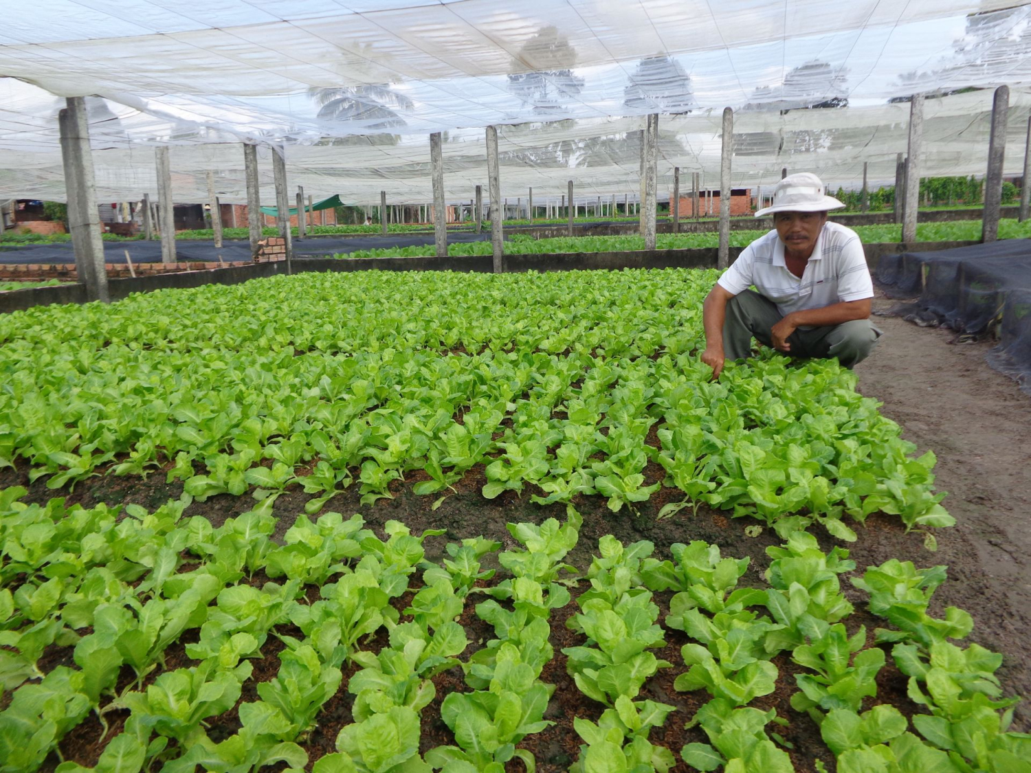 Thành viên một tổ hợp tác rau an toàn ở huyện Châu Thành chăm sóc vườn rau.
