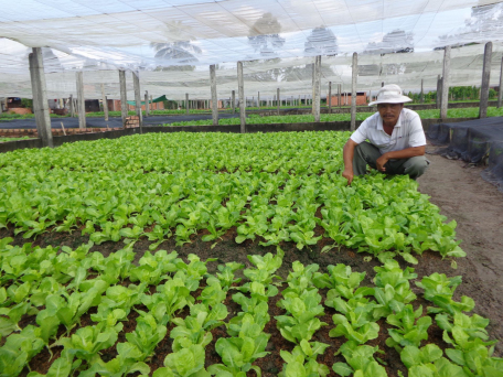 Thành viên một tổ hợp tác rau an toàn ở huyện Châu Thành chăm sóc vườn rau.